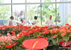 FlowerTrials locatie Anthura